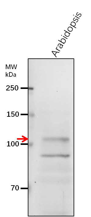 Anti- HGL1/ Heteroglycan glucosidase 1