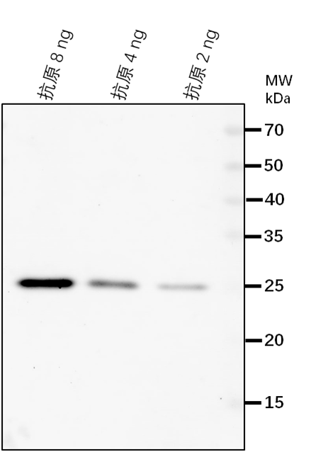 Anti-Amidase family protein