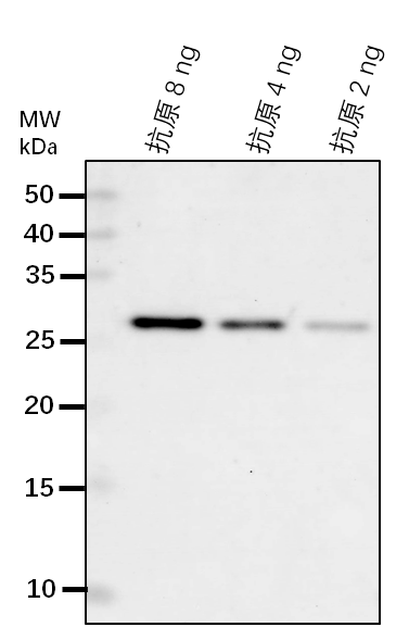 Anti-PDS1/ 4-hydroxyphenylpyruvate dioxygenase