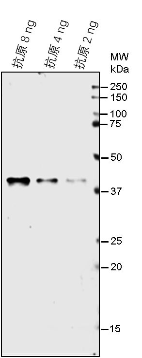 Anti-HPT/ Hygromycin B phosphotransferase Rabbit antibody