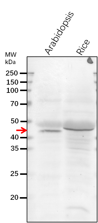 Anti-KING1/ SNF1-related protein kinase regulatory subunit g