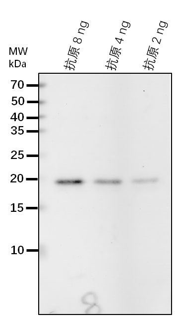 Anti-ABI5/ Abscisic acid insensitive 5