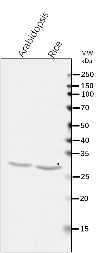 Anti-COX2/ Cytochrome c oxidase subunit 2