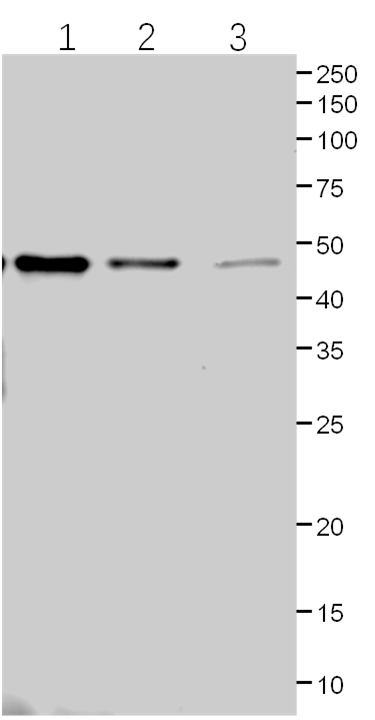 Anti-Cas9/ CRISPR-associated endonuclease Cas9/Csn1