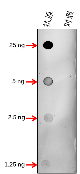 Anti-ABI2/ Abscisic acid insensitive 2