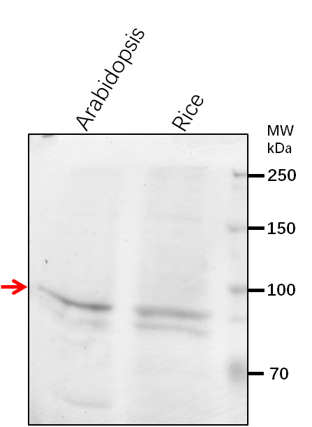 Anti-ABH1/ Nuclear cap-binding protein subunit 1