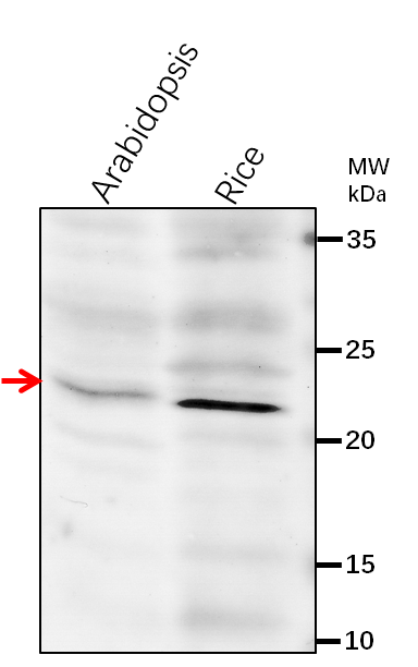 Anti-NAD9/ NADH dehydrogenase subunit 9