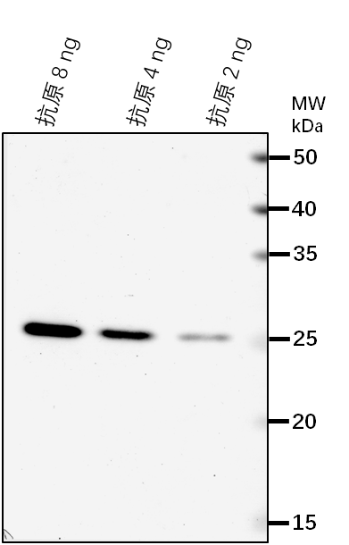 Anti-NRPB1/ DNA-directed RNA polymerase II subunit RPB1