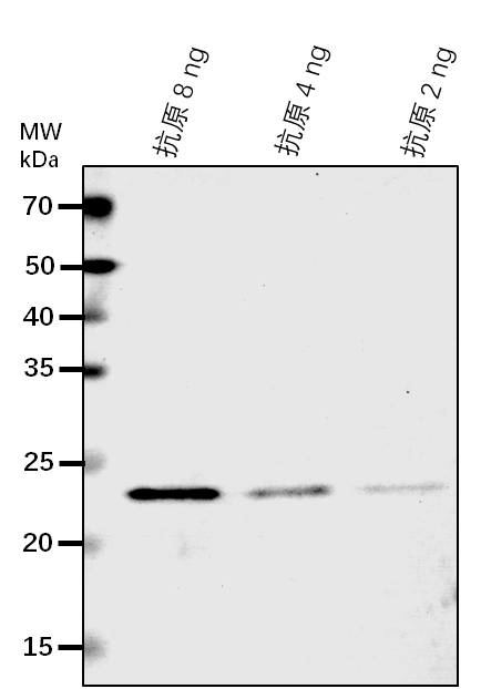 Anti-CYP74A/ Allene oxide synthase, chloroplastic