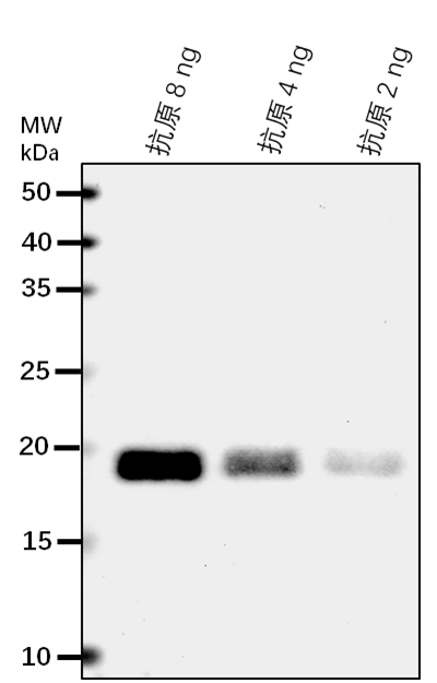 Anti-CBSX3/CBS domain-containing protein CBSX3