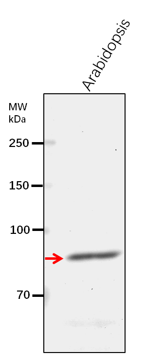 Anti-PLD alpha 1/ Phospholipase D alpha 1