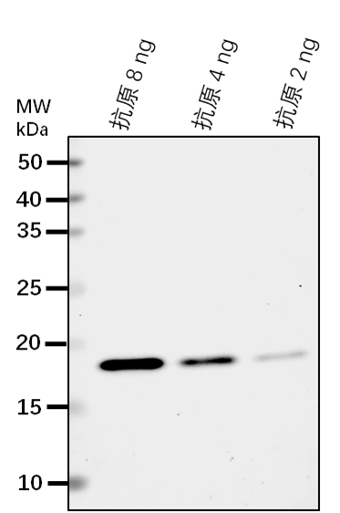 Anti-PRXIIF/ Peroxiredoxin-2F, mitochondrial