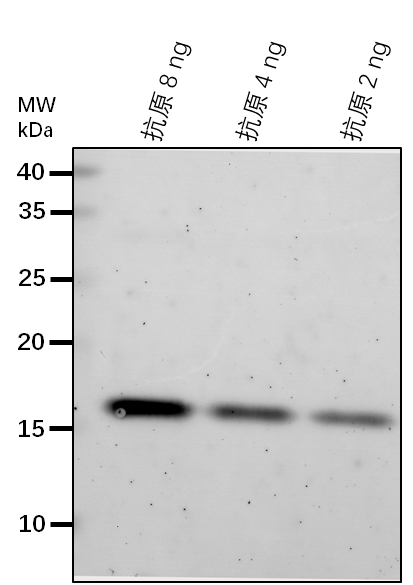 Anti-ALP/ Aleurain-like protease