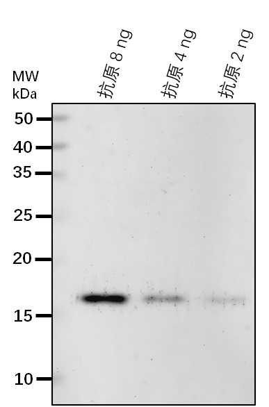 Anti-REM1.3 rabbit antibody