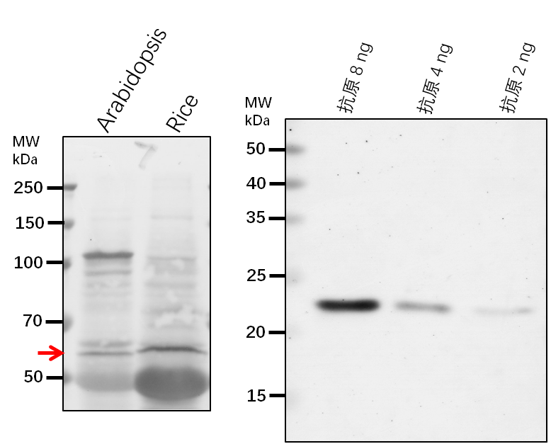 Anti-PPOX1/ Protoporphyrinogen oxidase 1, chloroplastic