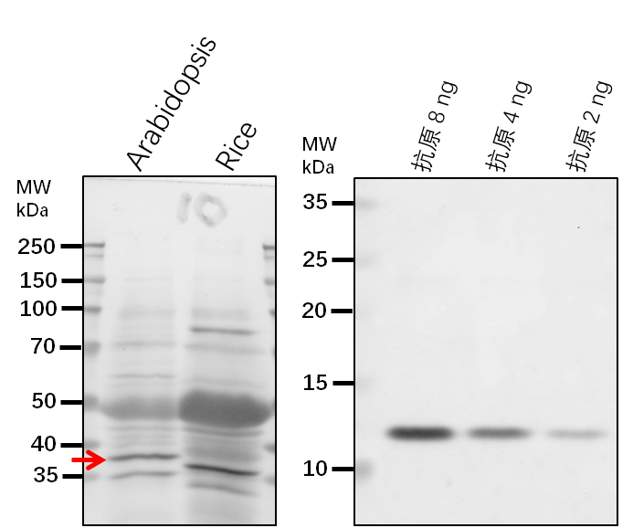 Anti-TRIP1/ Eukaryotic translation initiation factor 3 subun