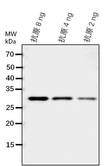 Anti-PCAP1/Plasma membrane-associated cation-binding protein