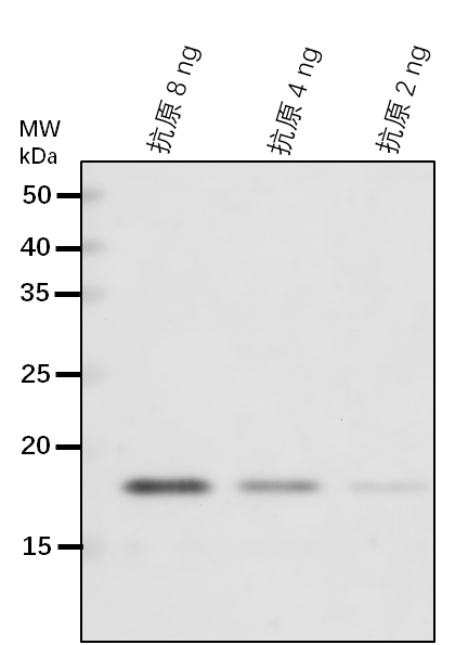 Anti-ATSEC62/ Translocation protein SEC62