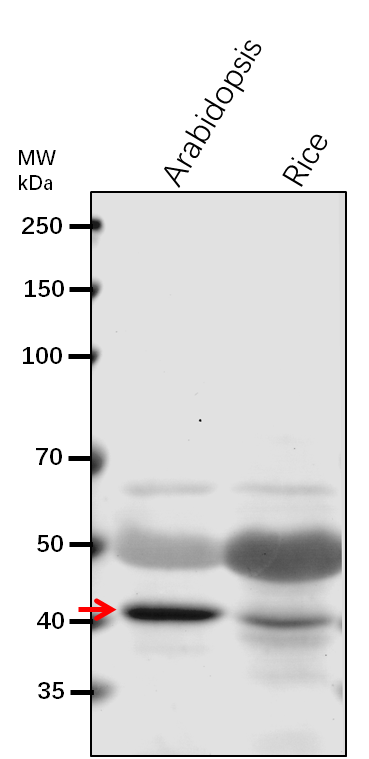 Anti-VHA-C/DET3 V-type proton ATPase subunit C