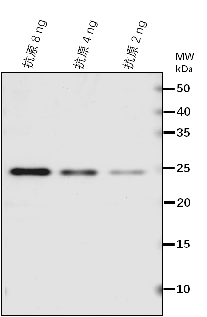 Anti-SDF2/ Stromal cell-derived factor 2-like protein