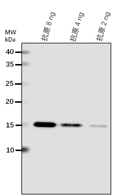 Anti-BRN1/ RNA-binding protein BRN1