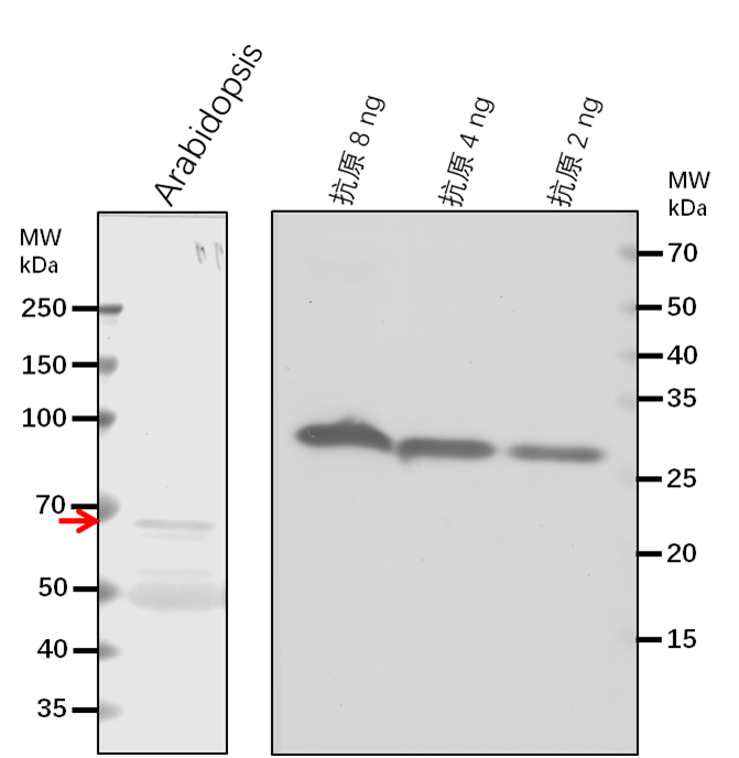 Anti-ELF7/ Protein EARLY FLOWERING 7