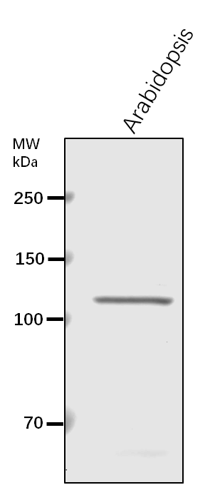 Anti-PSL5/ Probable glucan 1,3-alpha-glucosidase