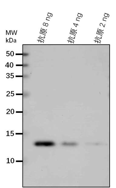 Anti-FAD2/ Delta(12)-fatty-acid desaturase