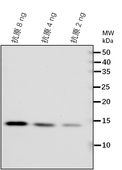 Anti-HER2/ GroES-like zinc-binding alcohol dehydrogenase