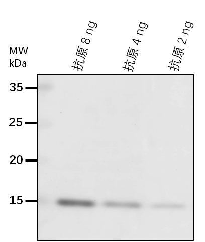 Anti-TTL/ Uric acid degradation bifunctional protein