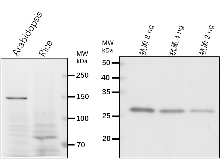 Anti-KAC1/KIN14A/ Kinesin-like protein KIN-14A