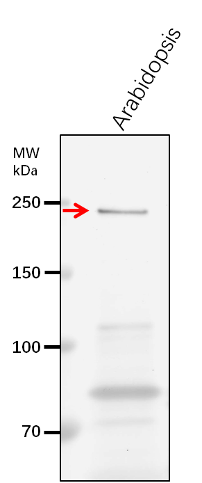 Anti-GLT1/ Glutamate synthase 1 [NADH], chloroplastic