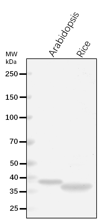 Anti-CSP41A/Chloroplast stem-loop binding protein of 41 kD a