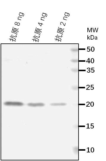 Anti-VRN1/ B3 domain-containing transcription factor VRN1