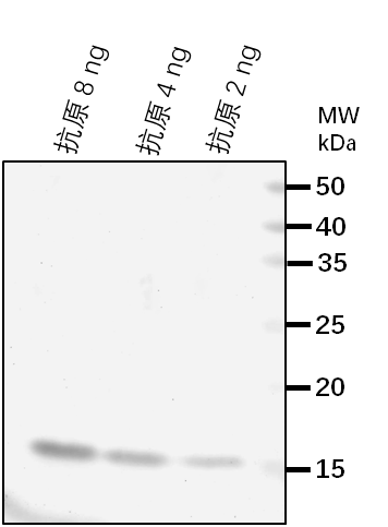 Anti-GSL8/CALS10/ Callose synthase 10