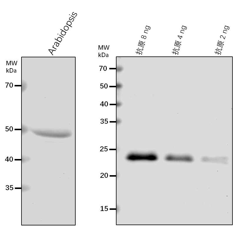 Anti-MAM1/ Methylthioalkylmalate synthase 1, chloroplastic