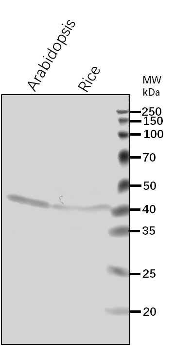 Anti-SAM2/ S-adenosylmethionine synthase 2