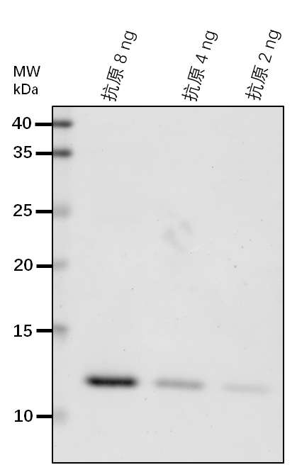 Anti-COI1/ CORONATINE INSENSITIVE 1