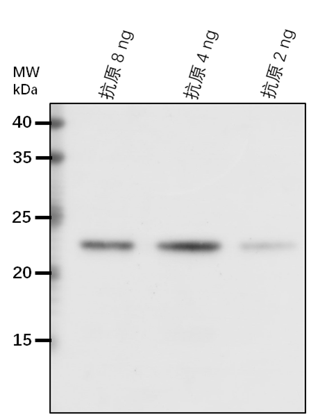 Anti-EFE/ Ethylene-forming enzyme