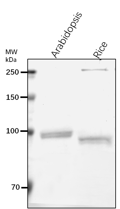 Anti-CESA8/ Cellulose synthase A catalytic subunit 8