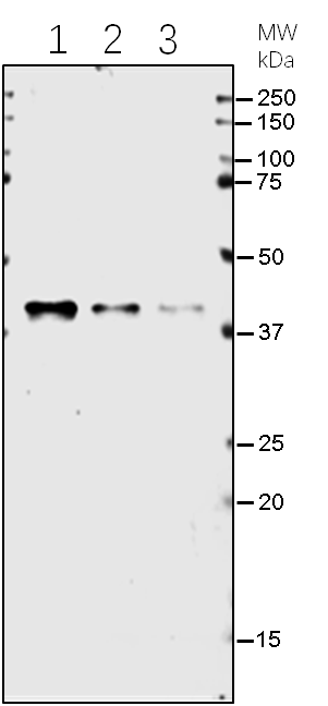 Anti-HPT Rabbit Antibody