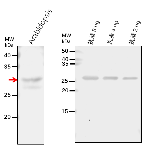 Anti-BCCP1/Biotin carboxyl carrier protein of acetyl-CoA car