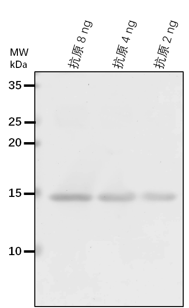Anti-AT1G67350/ NADH-ubiquinone oxidoreductase