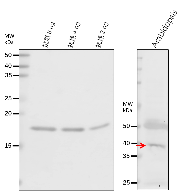 Anti-SAL1/ Sal1 phosphatase