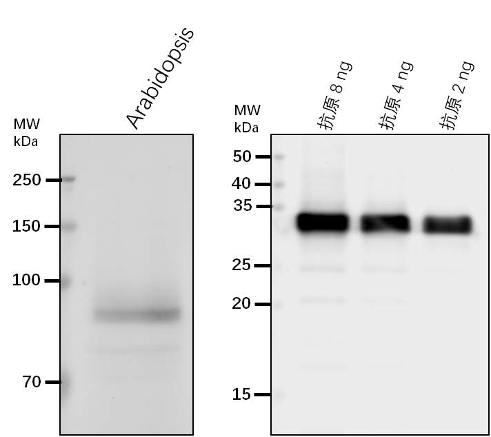Anti-NBR1/ Protein NBR1 homolog
