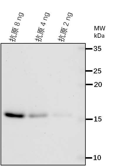 Anti-HTA8/ Probable histone H2A variant 2