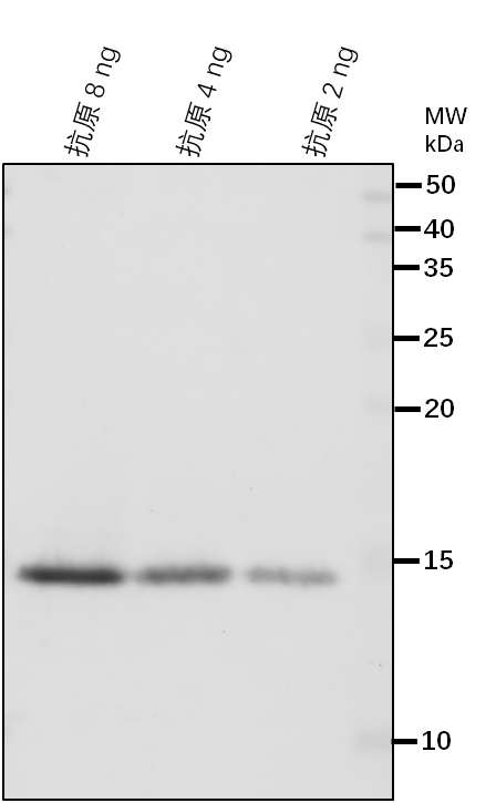 Anti-H2AXA/ Probable histone H2AXa