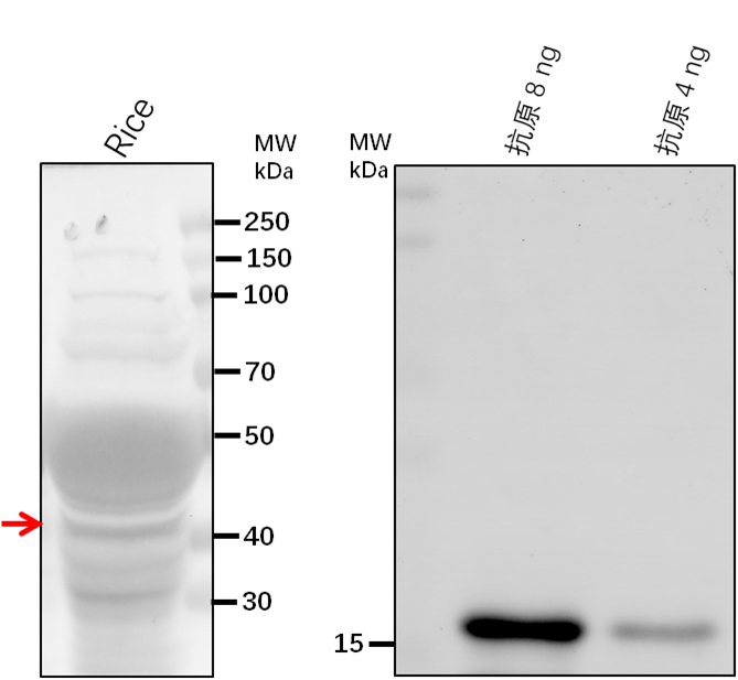 Anti-MPK4/ Mitogen-activated protein kinase 4