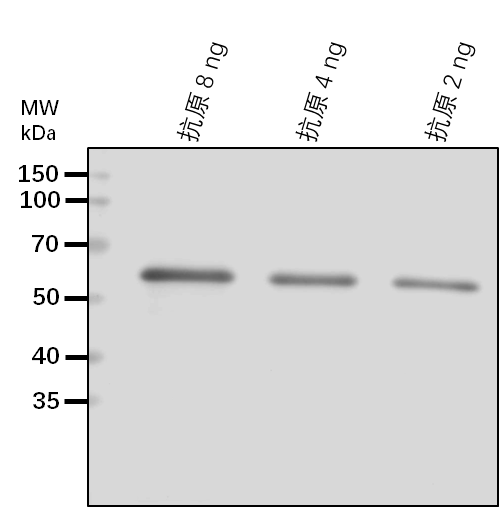 Anti-CIP1/ COP1-interactive protein 1