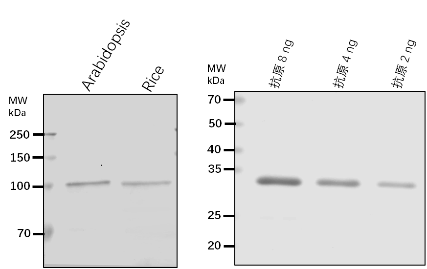 Anti-AGY1/ chloroplast protein-transporting ATPase